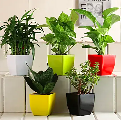 Grand 5 Green Plants